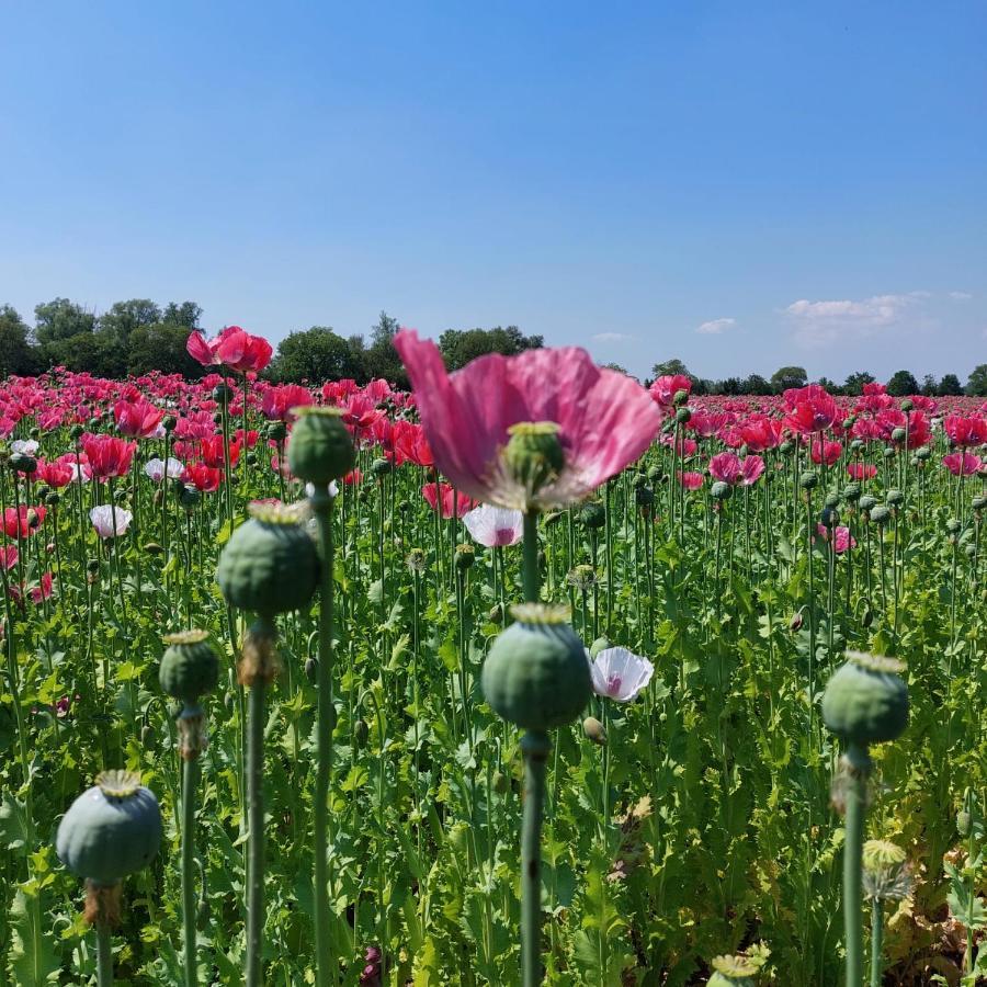 Gastenverblijf op de Prins Hendrik Hoeve in Buren Buren  Buitenkant foto